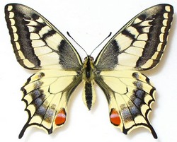 Papilio machaon aberrant (Internet Image property of respective owner, non-commercial use only)